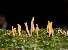 Calocera fusca