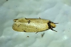 Atalopsis