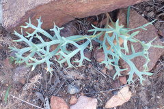 Pelargonium pillansii