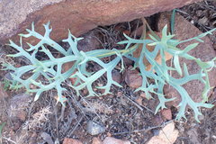 Pelargonium pillansii