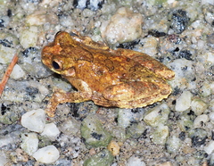 Dendropsophus seniculus