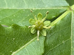 Picrasma quassioides