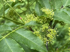 Picrasma quassioides