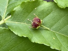 Picrasma quassioides