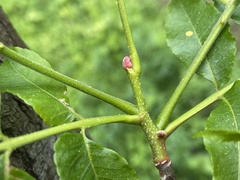 Picrasma quassioides