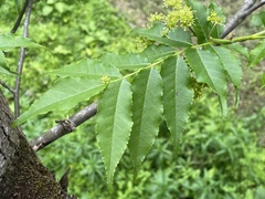 Picrasma quassioides