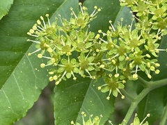 Picrasma quassioides