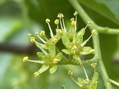 Picrasma quassioides