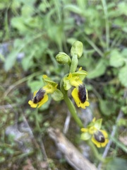Ophrys lutea phryganae