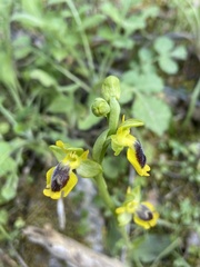 Ophrys lutea phryganae