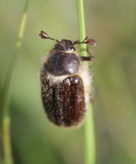 Amphimallon altaicum