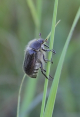 Amphimallon altaicum