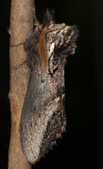 Hylaeora eucalypti