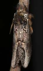 Hylaeora eucalypti