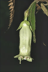 Fieldia australis