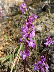 Orchis quadripunctata