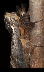 Hylaeora eucalypti