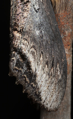 Hylaeora eucalypti