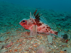 Neosebastes bougainvillii