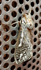 Abantiades argentata