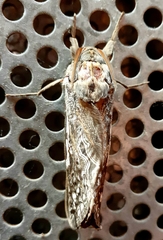 Abantiades argentata