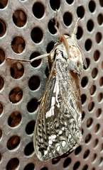 Abantiades argentata