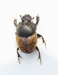 Onthophagus gibbulus