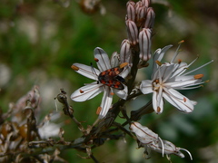 Zygaena rhadamanthus