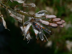 Zygaena rhadamanthus