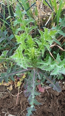 Sonchus asper