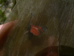Zygaena rhadamanthus