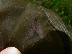 Zygaena rhadamanthus