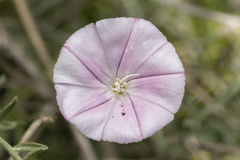 Convolvulus oleifolius