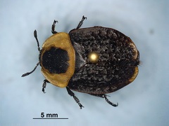 Necrophila americana