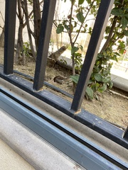 Passer domesticus