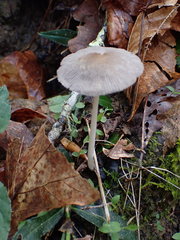 Coprinellus xanthothrix