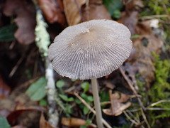 Coprinellus xanthothrix