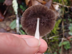 Coprinellus xanthothrix