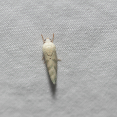 Earias paralella