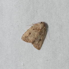 Tolpia conscitulana