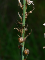 Agapanthia asphodeli