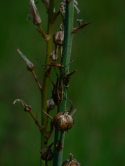 Agapanthia asphodeli