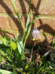 Fritillaria uva-vulpis