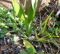 Fritillaria uva-vulpis