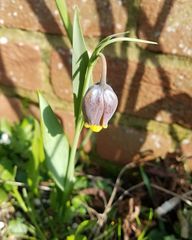 Fritillaria uva-vulpis