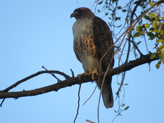 Buteo jamaicensis