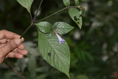 Asystasia dalzelliana