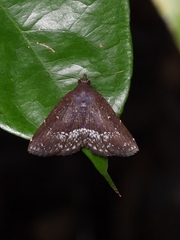 Adrapsa geometroides