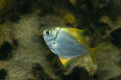 Schuettea scalaripinnis