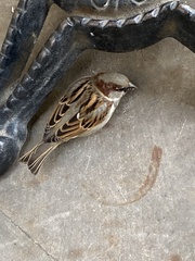 Passer domesticus